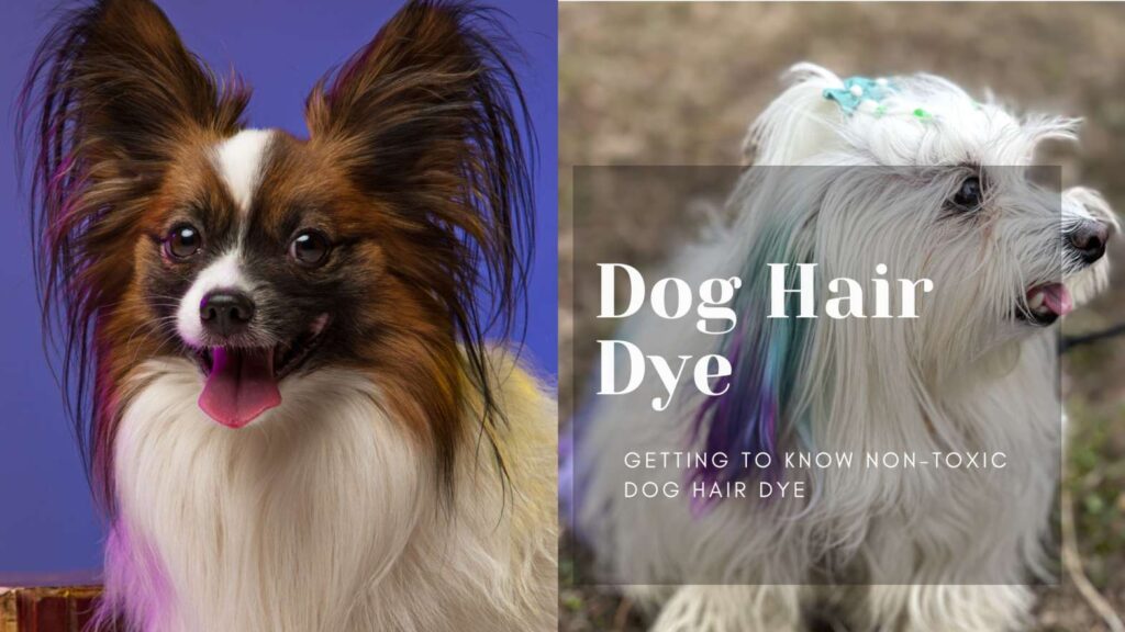 non-toxic-dog-hair-dye-1-keep-safe-and-stylish-your-furry